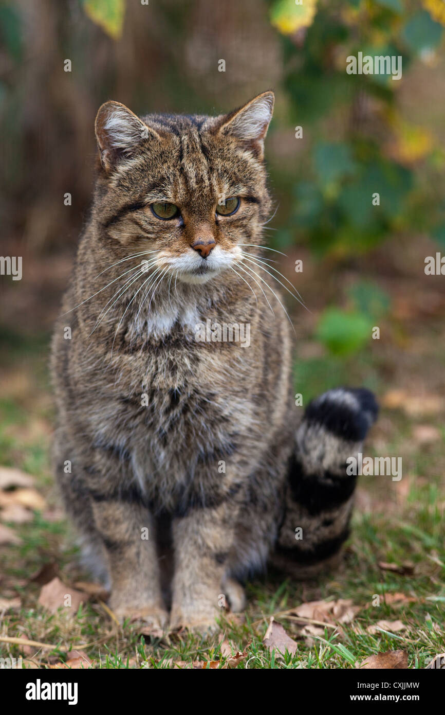 Wild cat (Felis Silvestris) portrait, UK Stock Photo