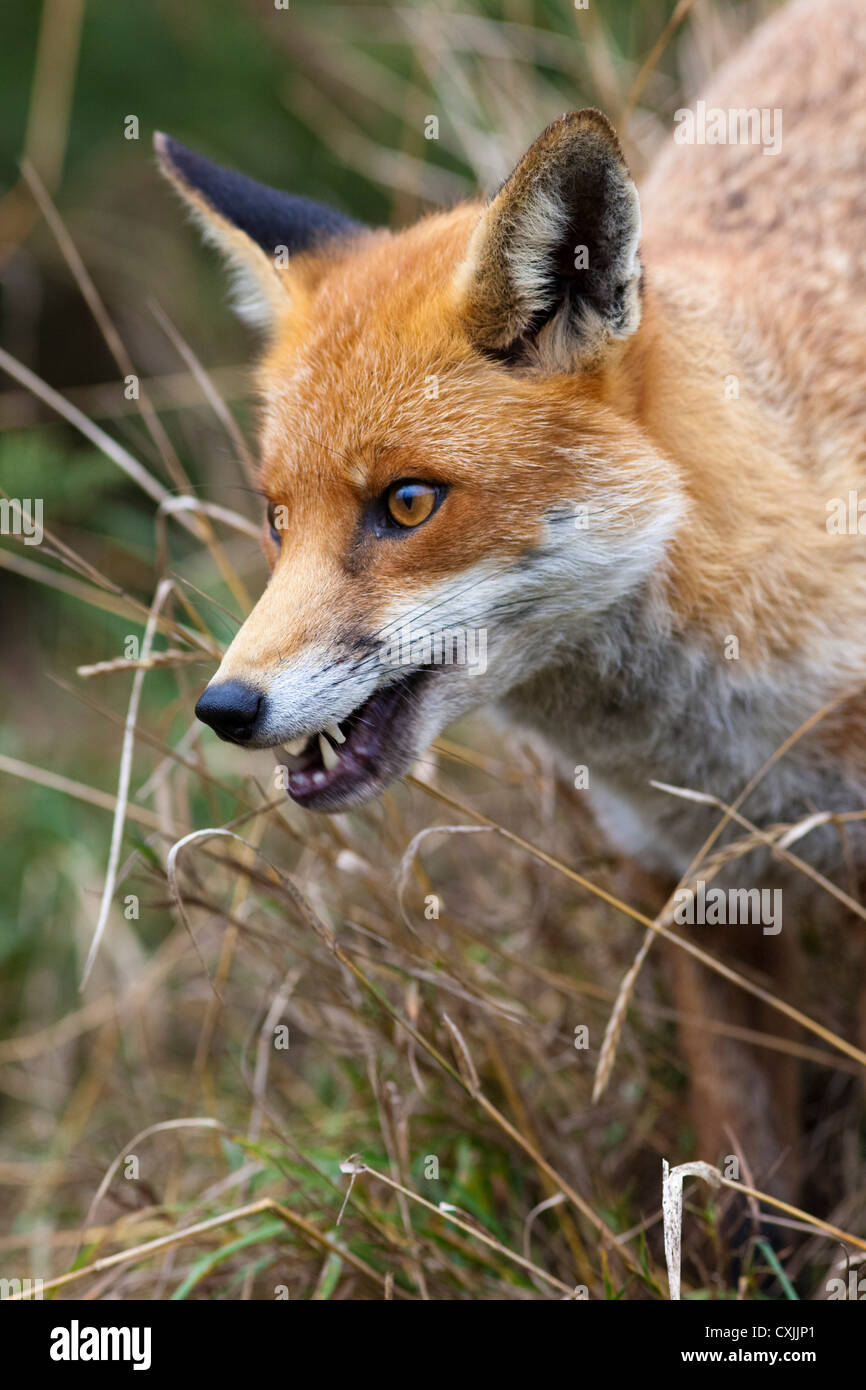 Close up of a Red fox (Vulpes vulpes) stalking, UK Stock Photo