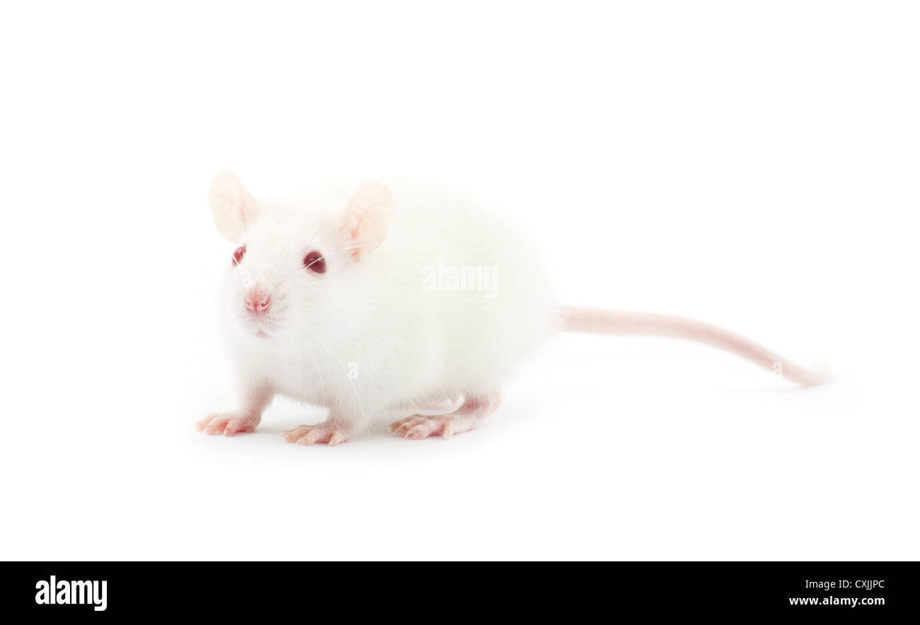 rat isolated on white background Stock Photo - Alamy