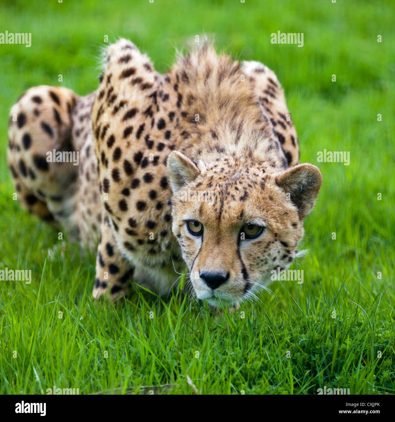 Cheetah (Acinonyx jubatus) stalking Stock Photo