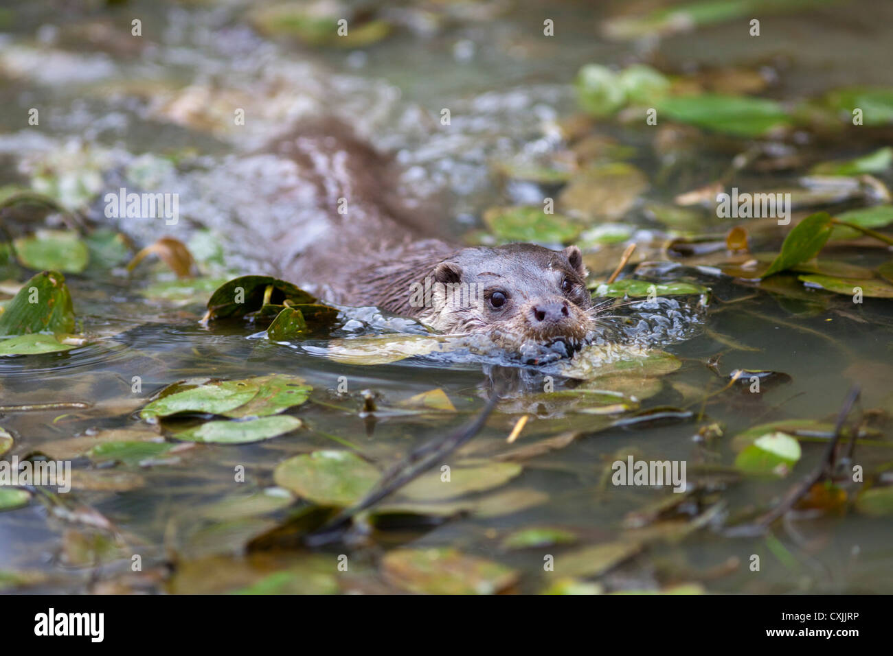 Eurasian Otter (Lutra lutra) swimming, UK Stock Photo