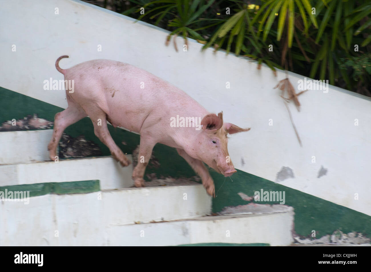 pig running down the stairs at the Chiang Mai Zoo in Thailand Stock ...