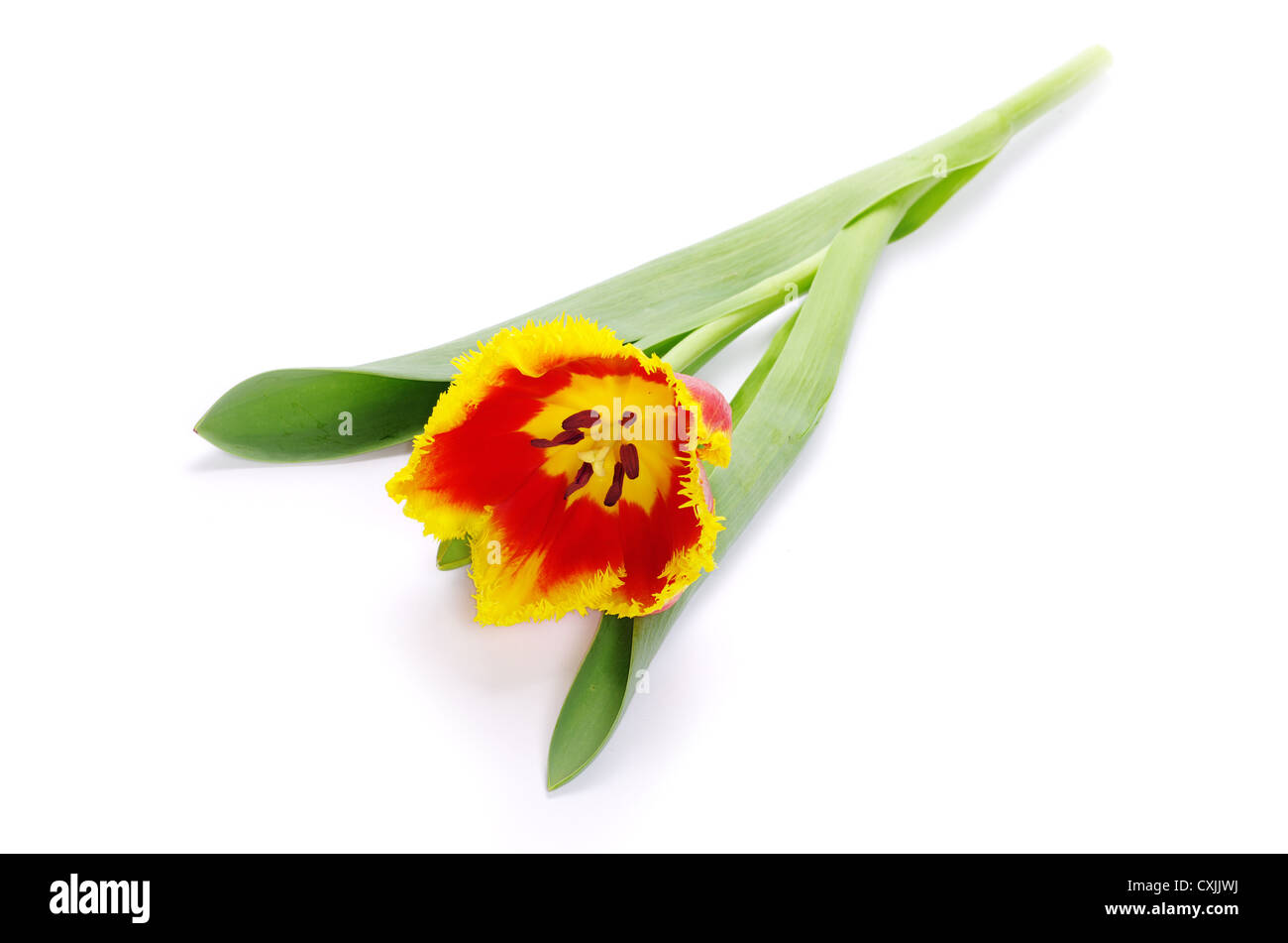 yellow tulip isolated on white Stock Photo - Alamy