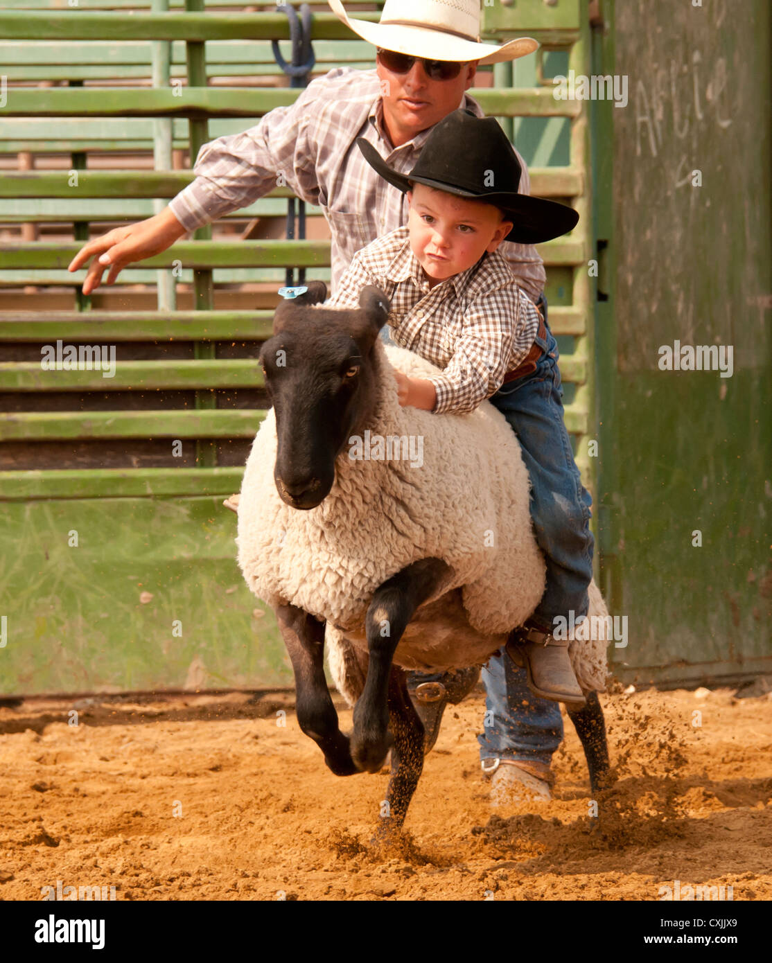 Young cowboy riding sheep during Mutton Busting event Rodeo, Bruneau