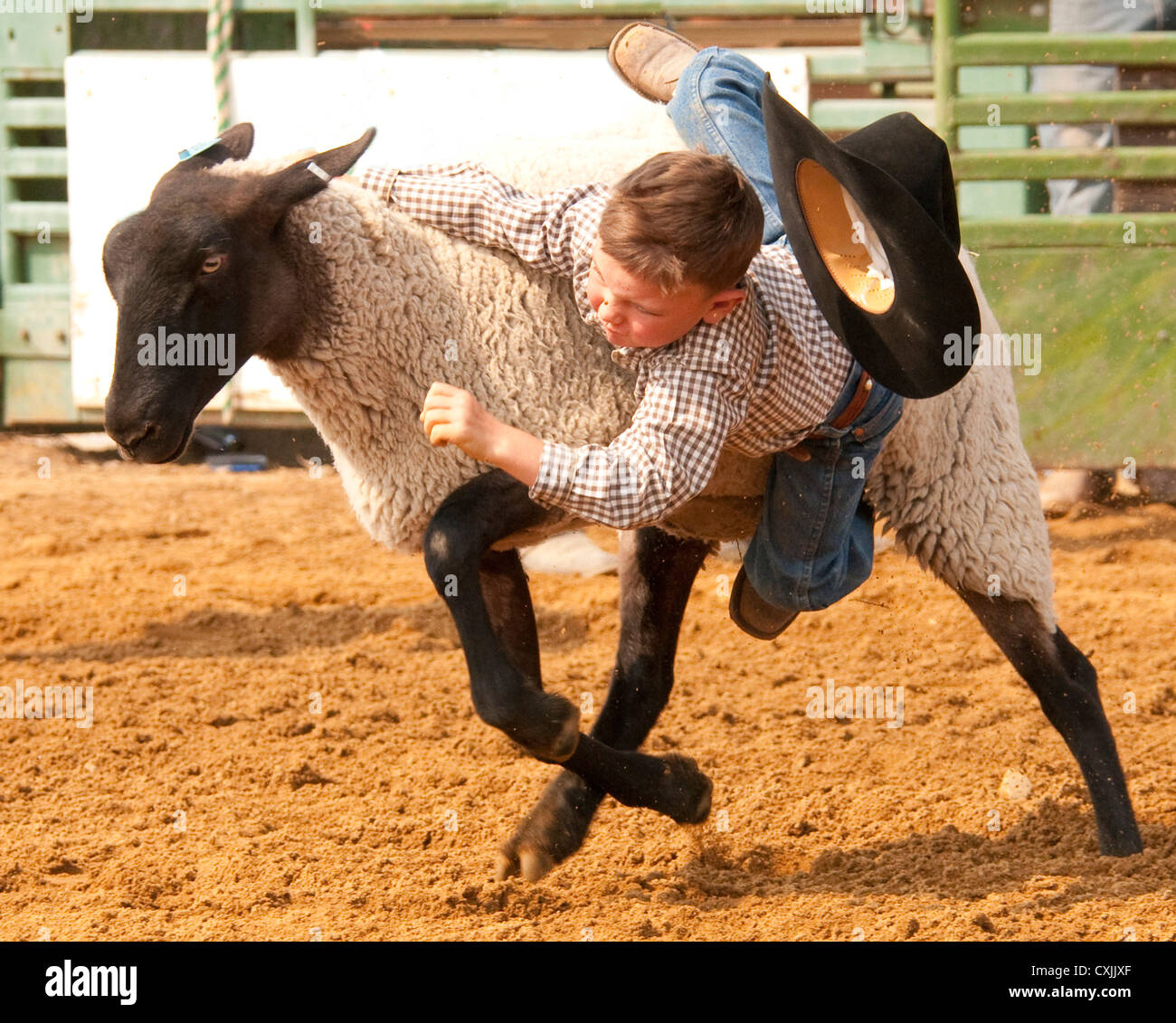 Young cowboy riding sheep during Mutton Busting event Rodeo, Bruneau, Idaho. USA Stock Photo