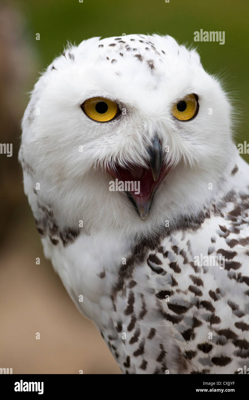 Snowy Owl (Bubo scandiacus) calling, UK Stock Photo