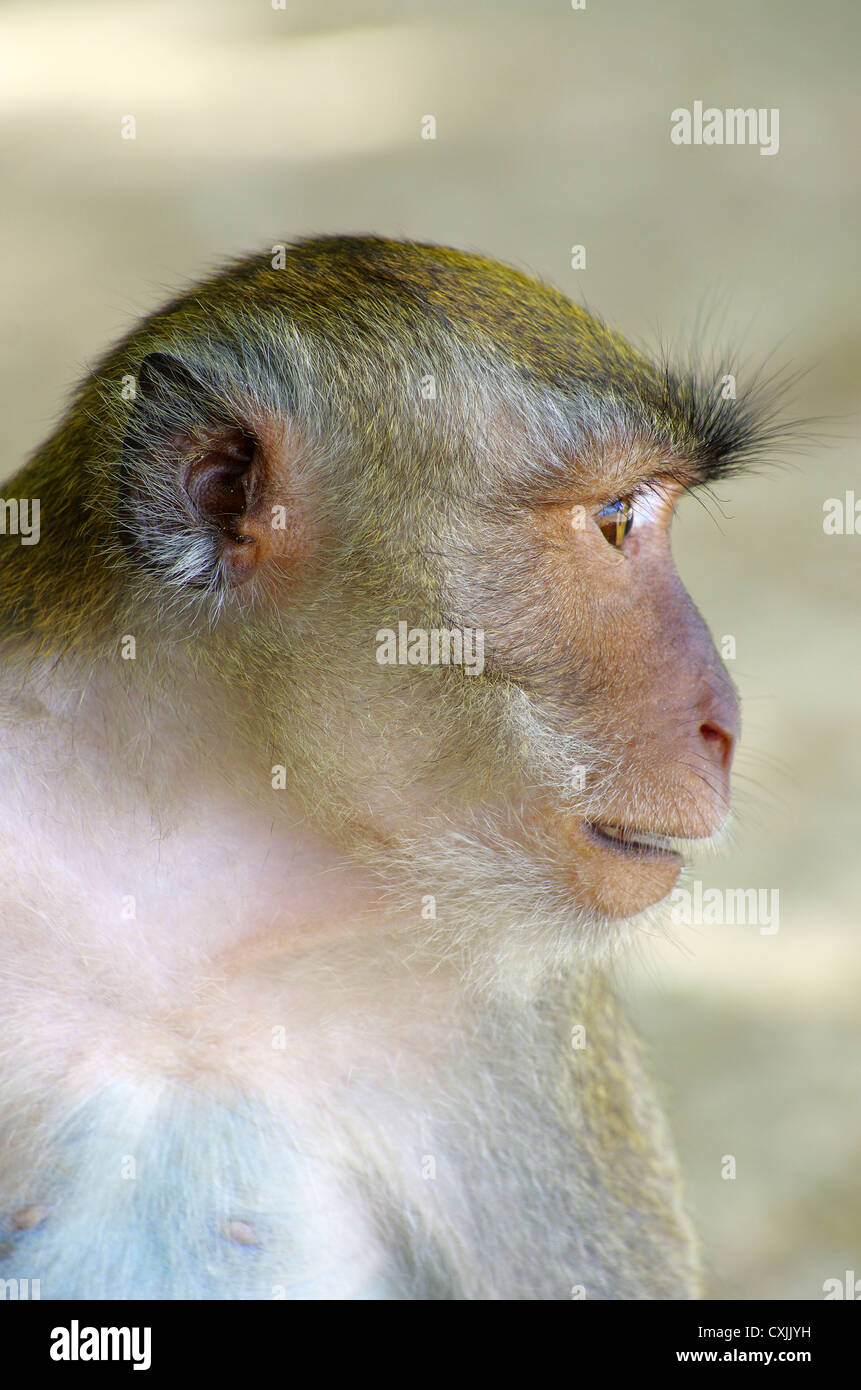 monkey sitting on the tree Stock Photo