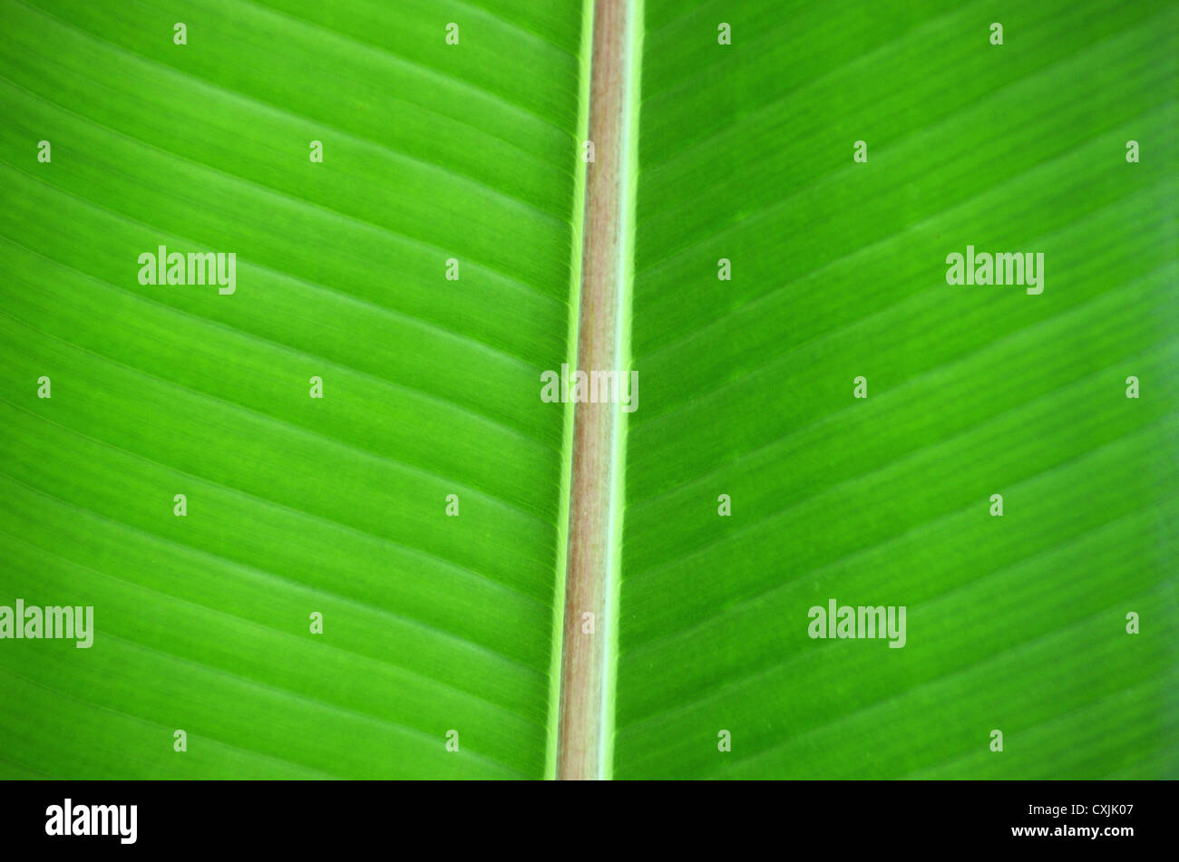 green leaf texture of a plant close up Stock Photo - Alamy
