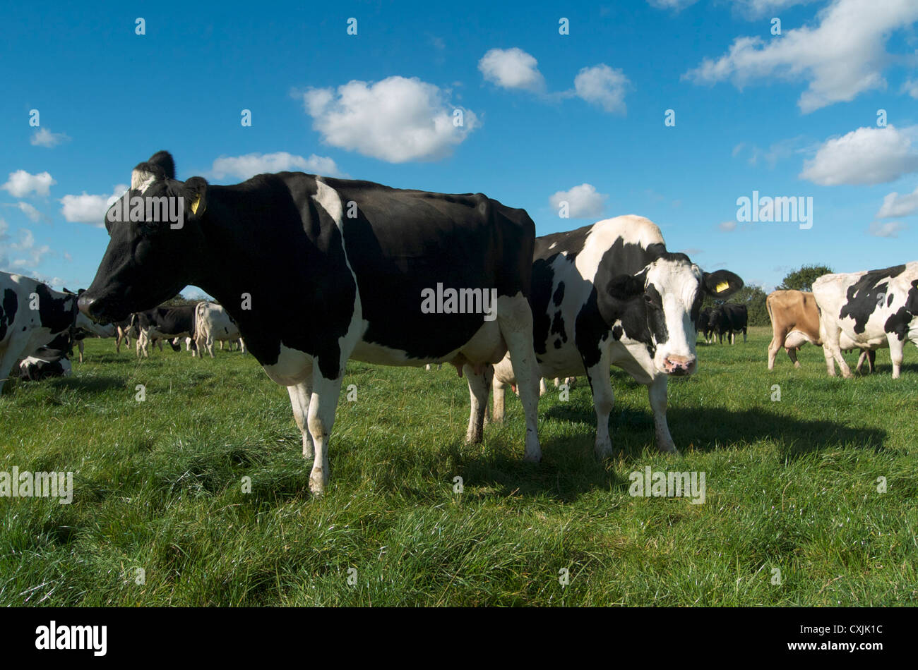 Holsteins cattle in grass field hi-res stock photography and images - Alamy