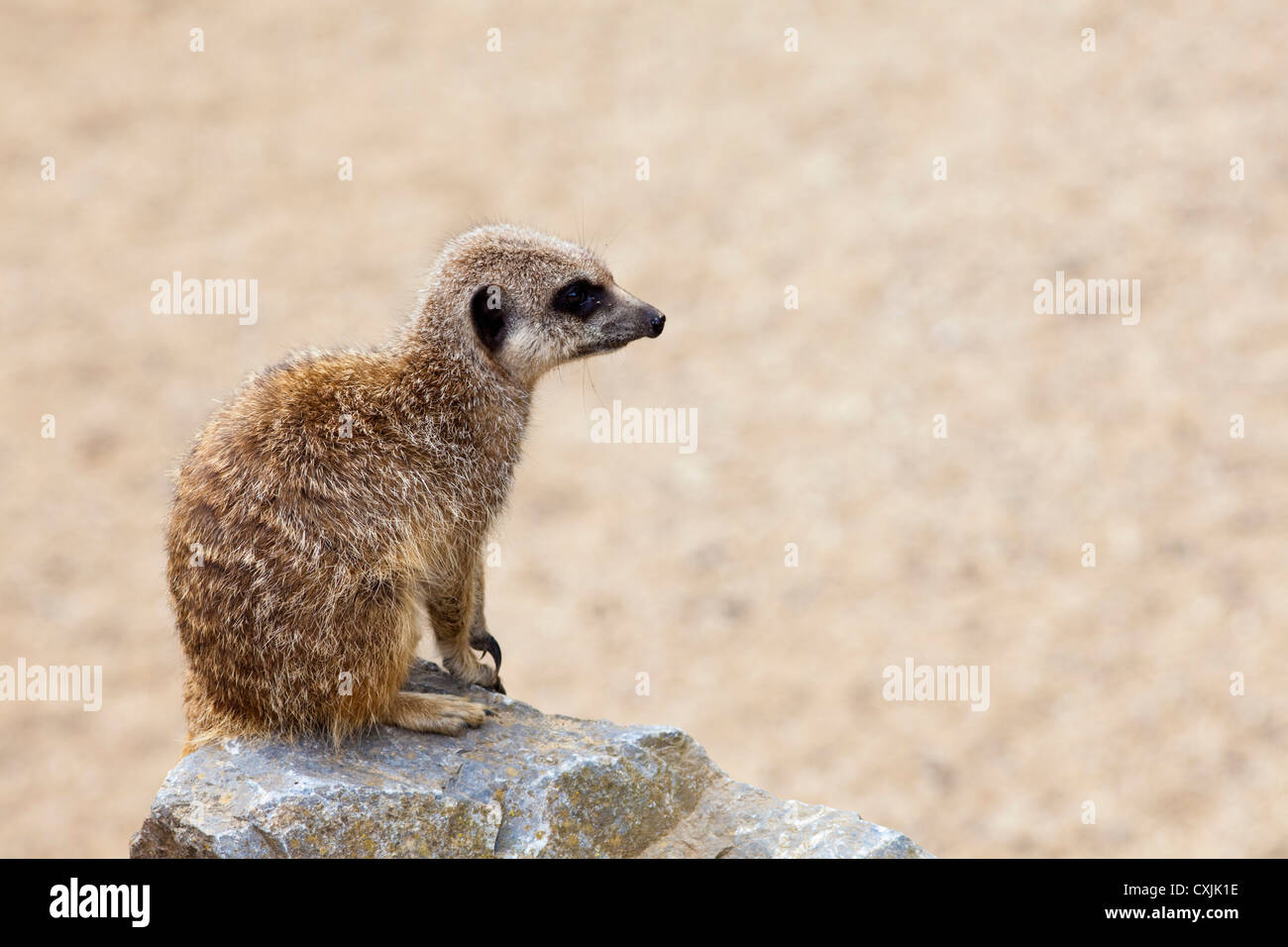 Meerkat (Suricata suricatta) Stock Photo