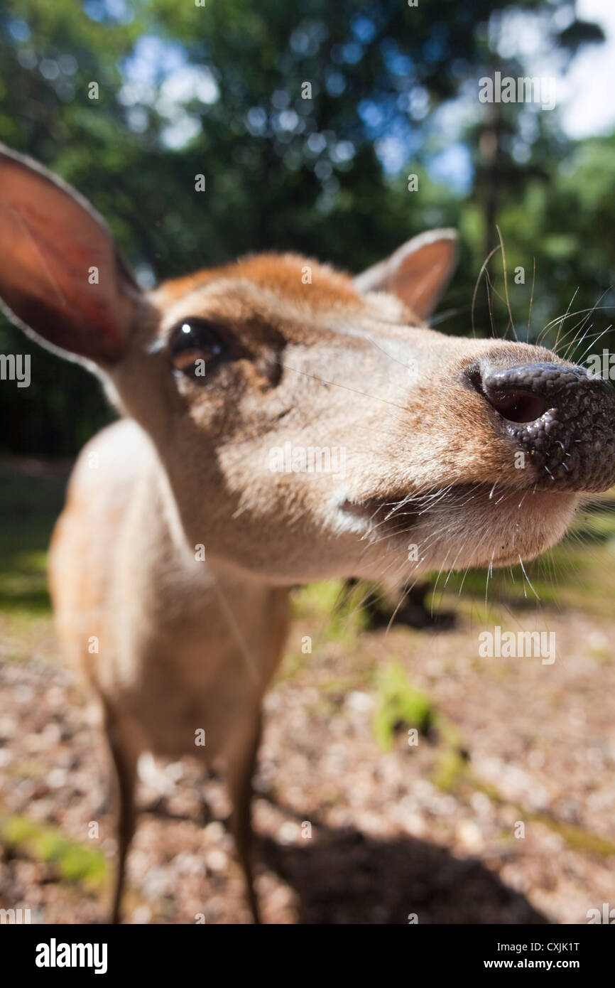 Sika deer (Cervus nippon) closeup Stock Photo