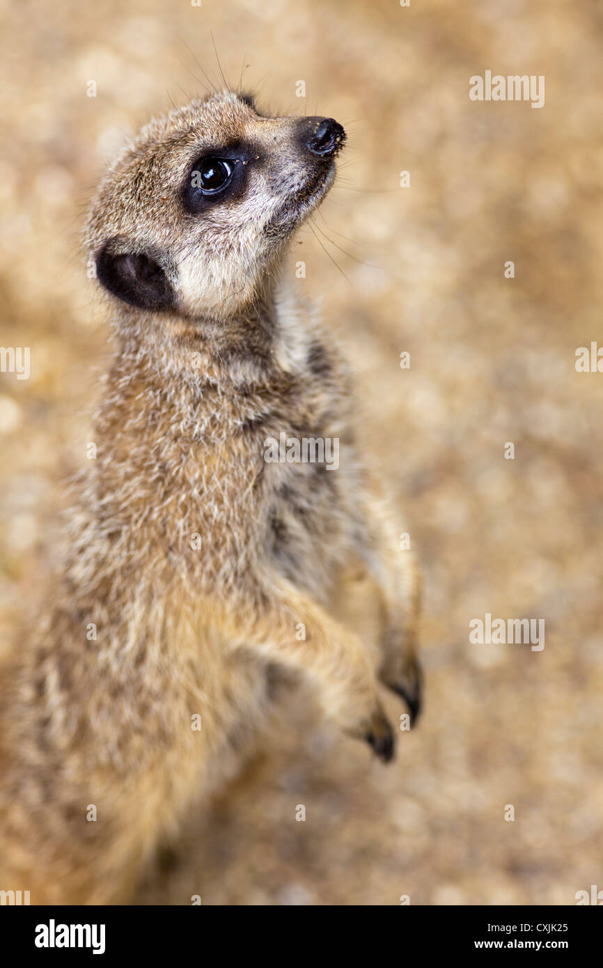Meerkat (Suricata suricatta) alert to danger Stock Photo