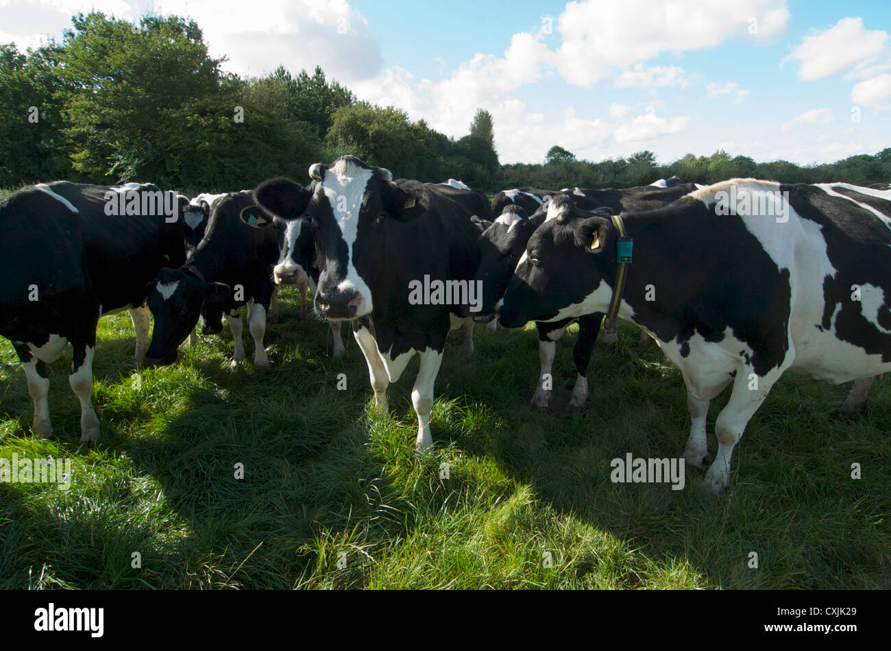 Holstein Cows in a Grass field Stock Photo - Alamy