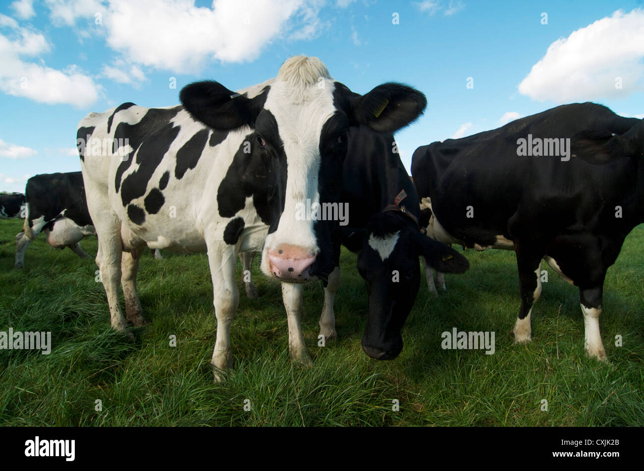 Holstein Cows in a Grass field Stock Photo - Alamy