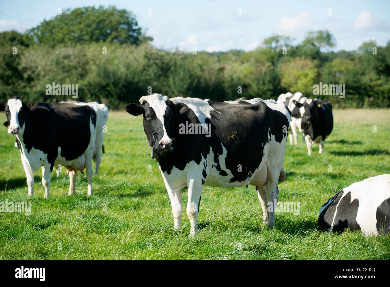 Holstein Cows in a Grass field Stock Photo - Alamy