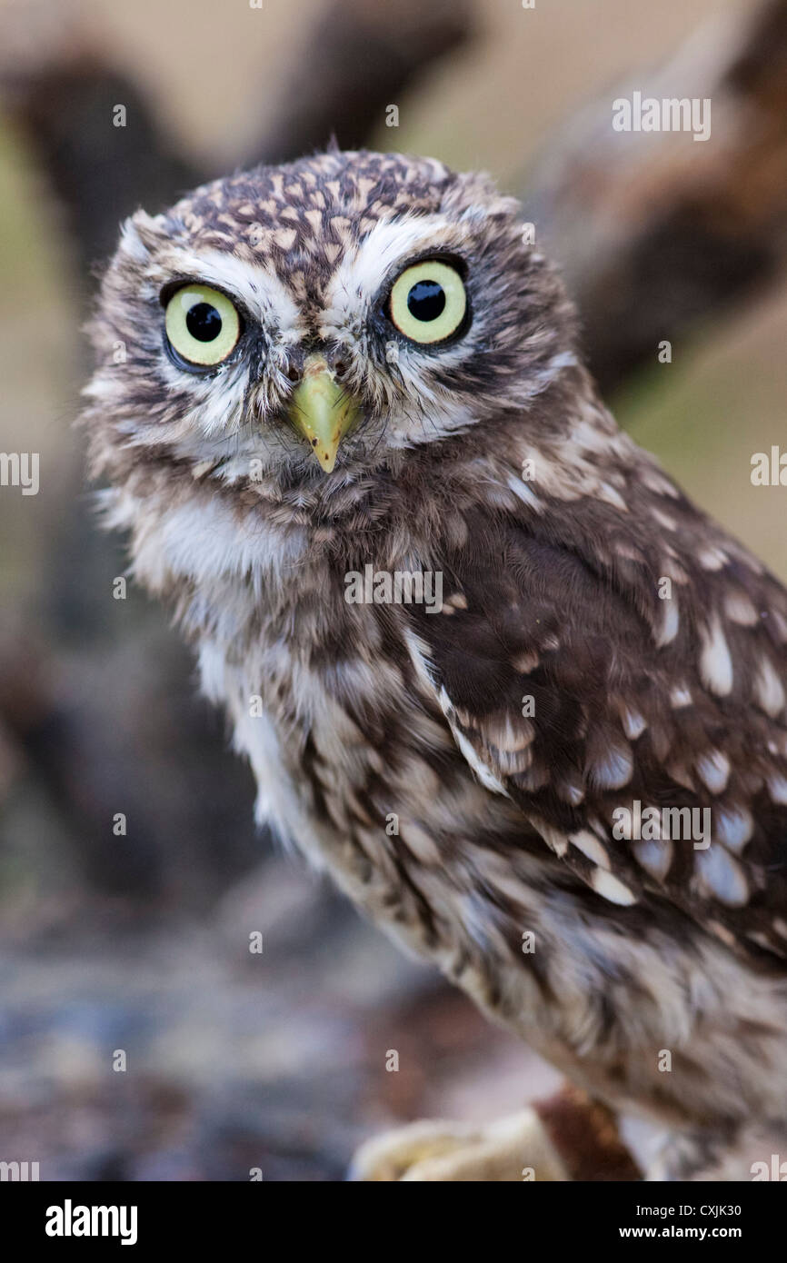Little Owl, (Athene noctua), portrait, UK Stock Photo