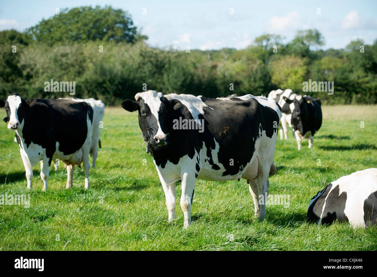 Holsteins Cattle in a Grass field Stock Photo Alamy