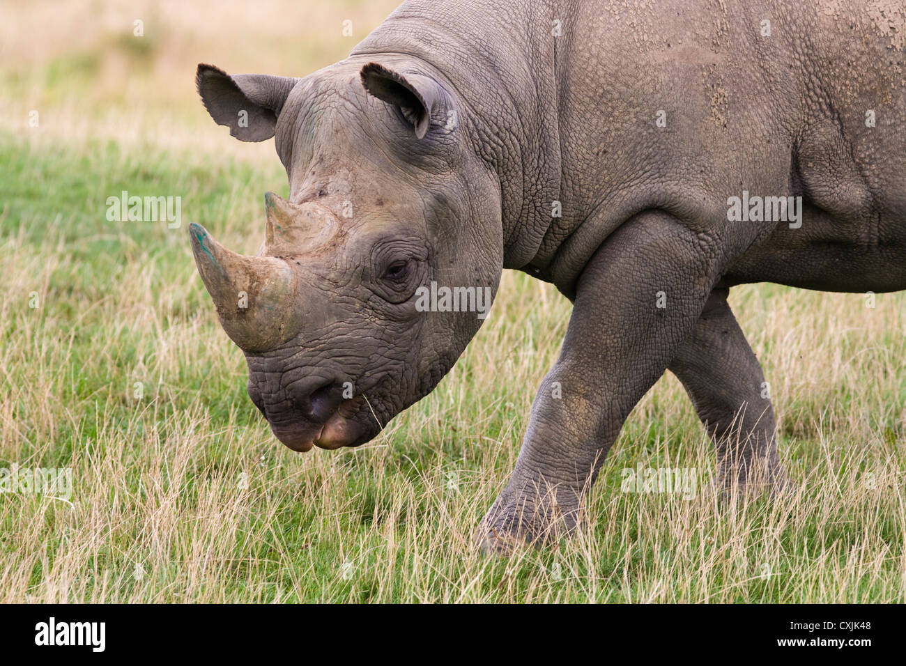 Black Rhinoceros (Diceros bicornis) grazing Stock Photo
