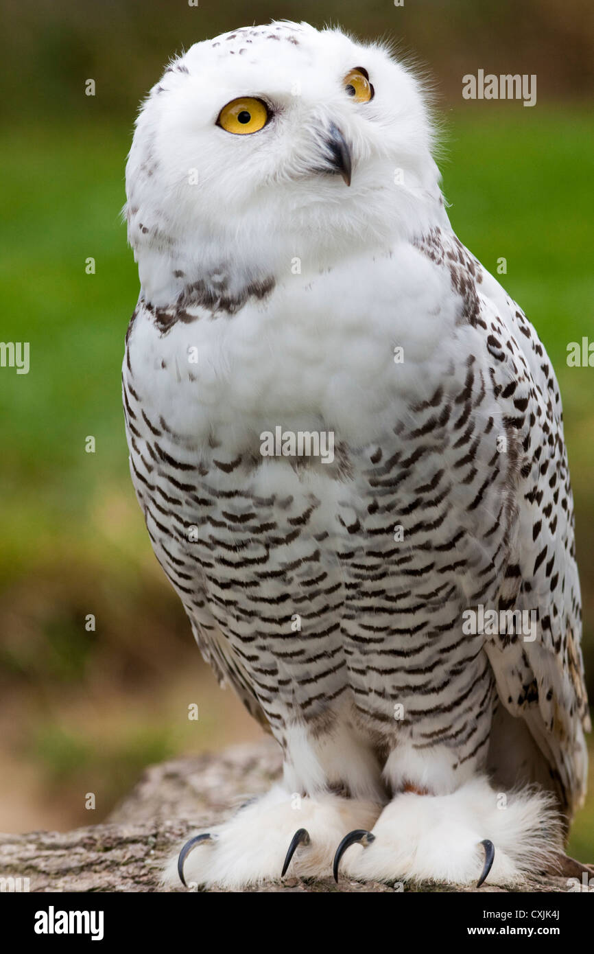 Snowy Owl (Bubo scandiacus) full length, UK Stock Photo