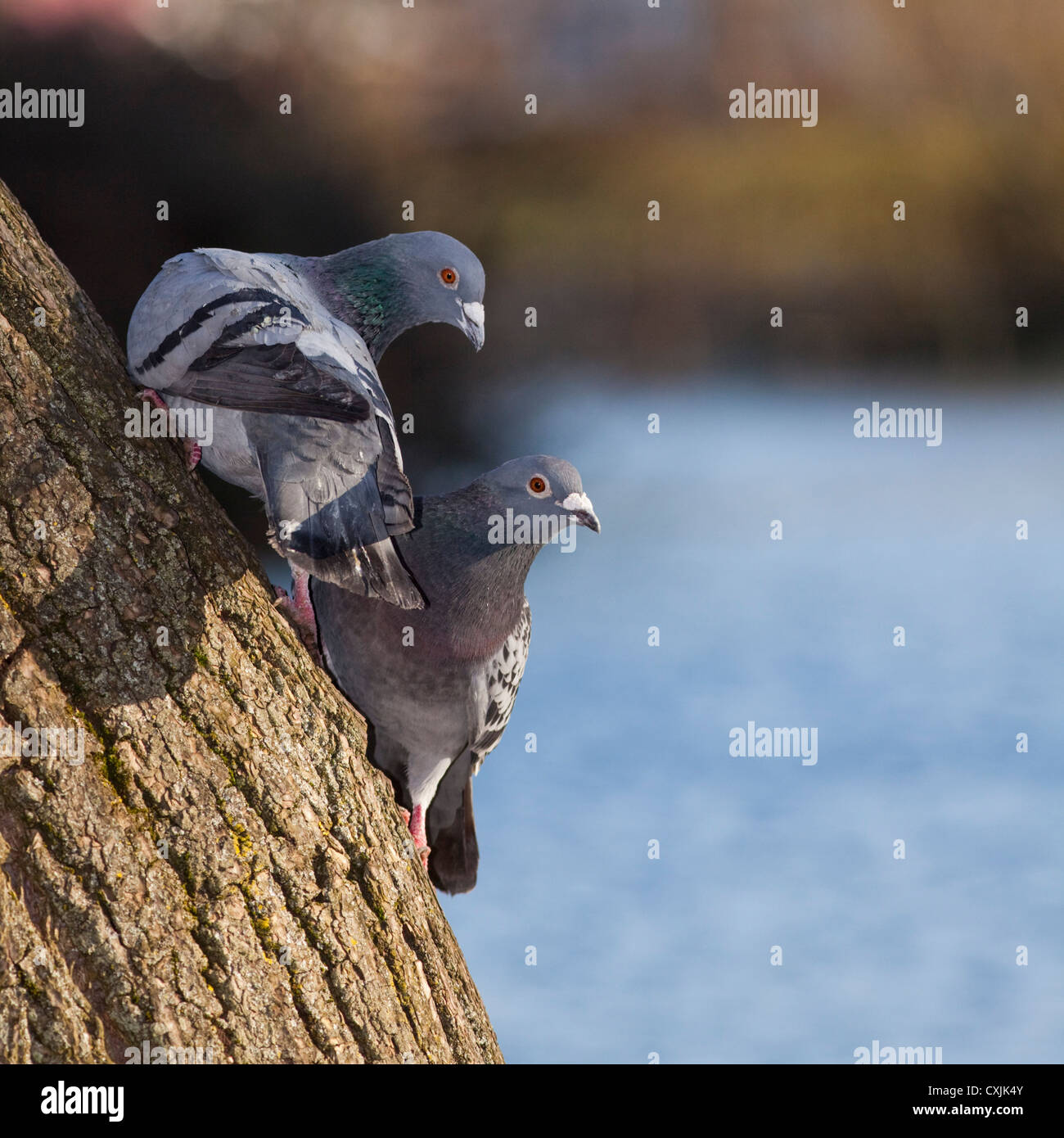 Rock pigeon (Columba livia) on tree in a city park, UK Stock Photo