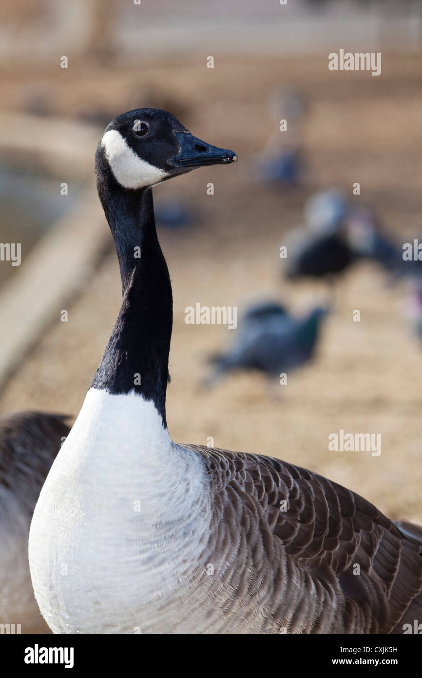 Canada goose (Branta canadensis) portrait, UK Stock Photo