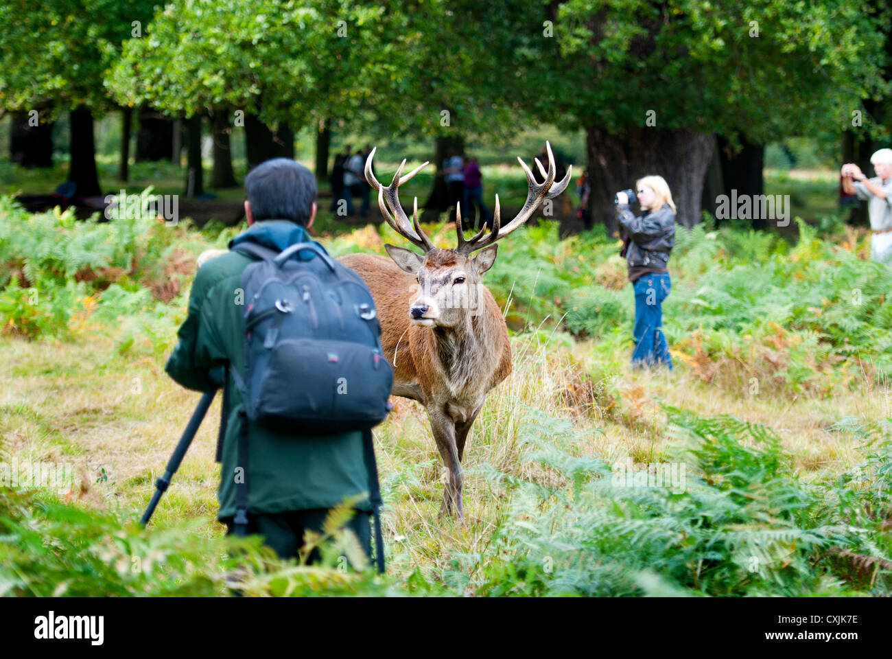 Photographers at Richmond Park, London during Deer Rut Stock Photo