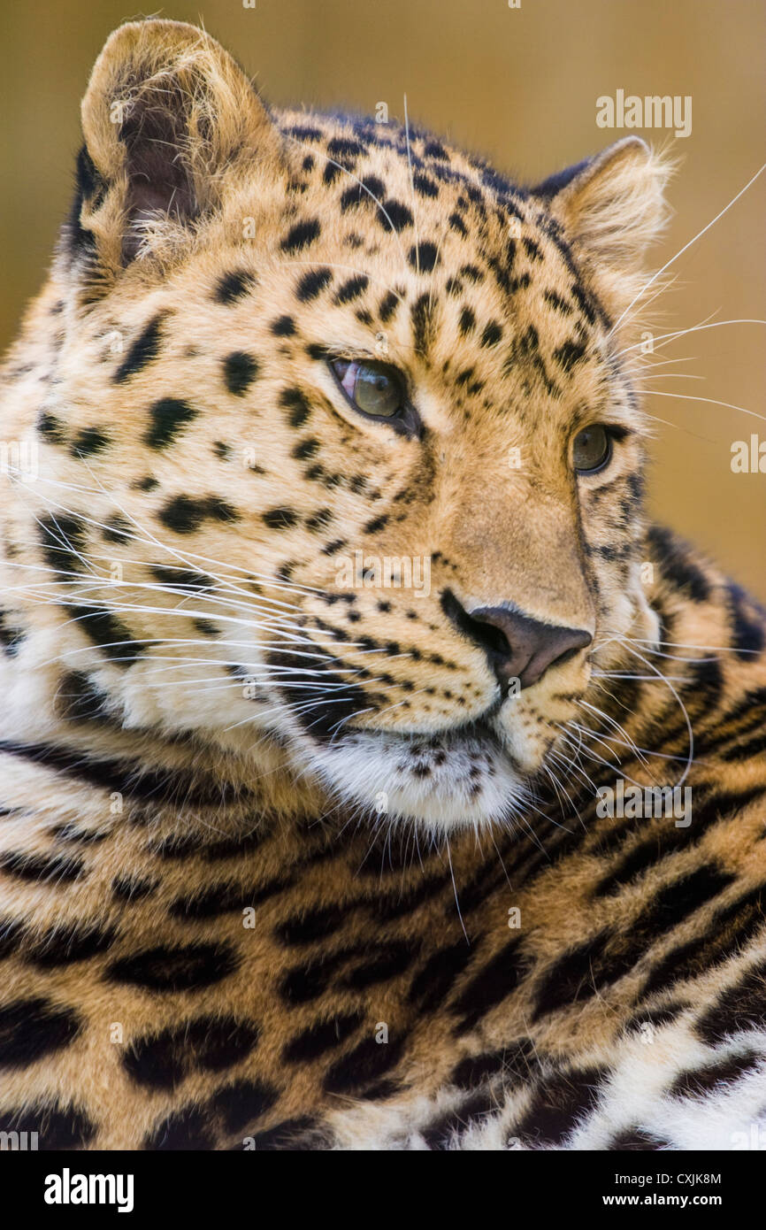 Amur Leopard (Panthera pardus) resting Stock Photo