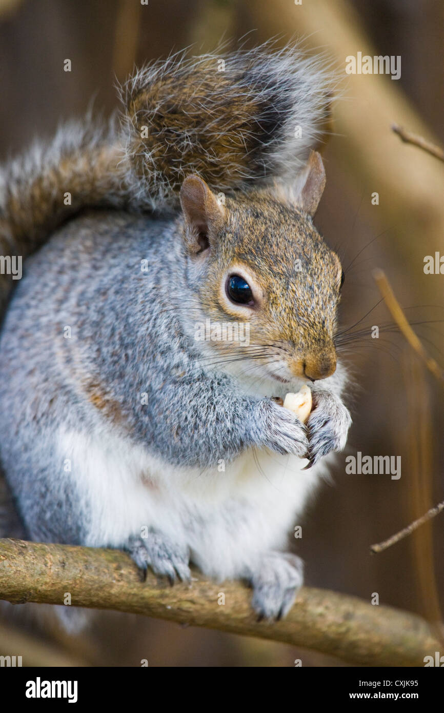 Grey Squirrel (Sciurus carolinensis) eating, UK Stock Photo