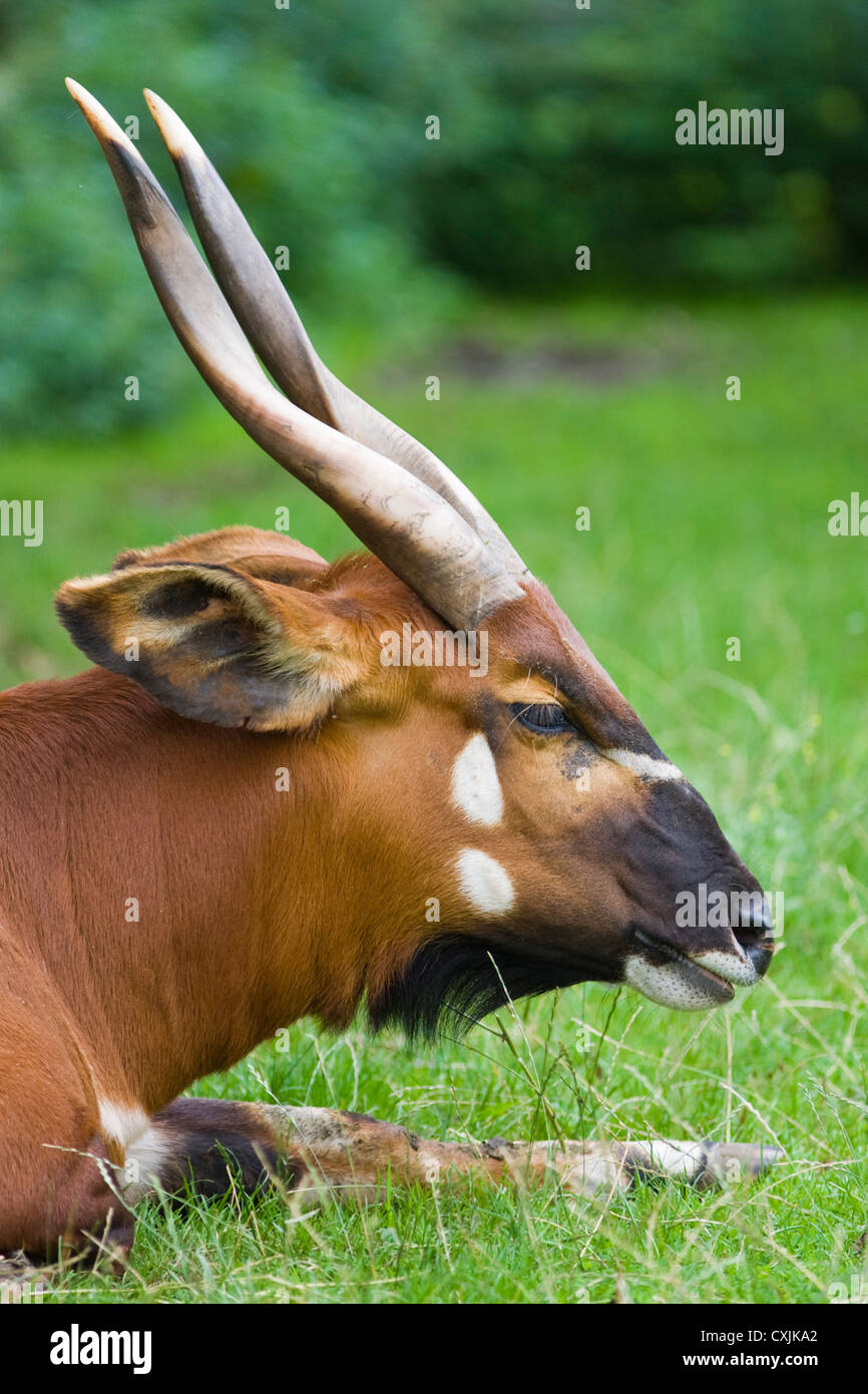 Bongo antelope (Tragelaphus eurycerus) resting, controlled conditions Stock Photo