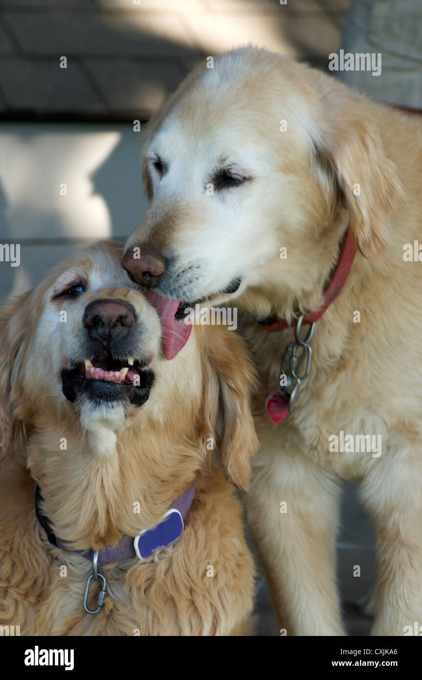 Why Do Dogs Kiss Each Other