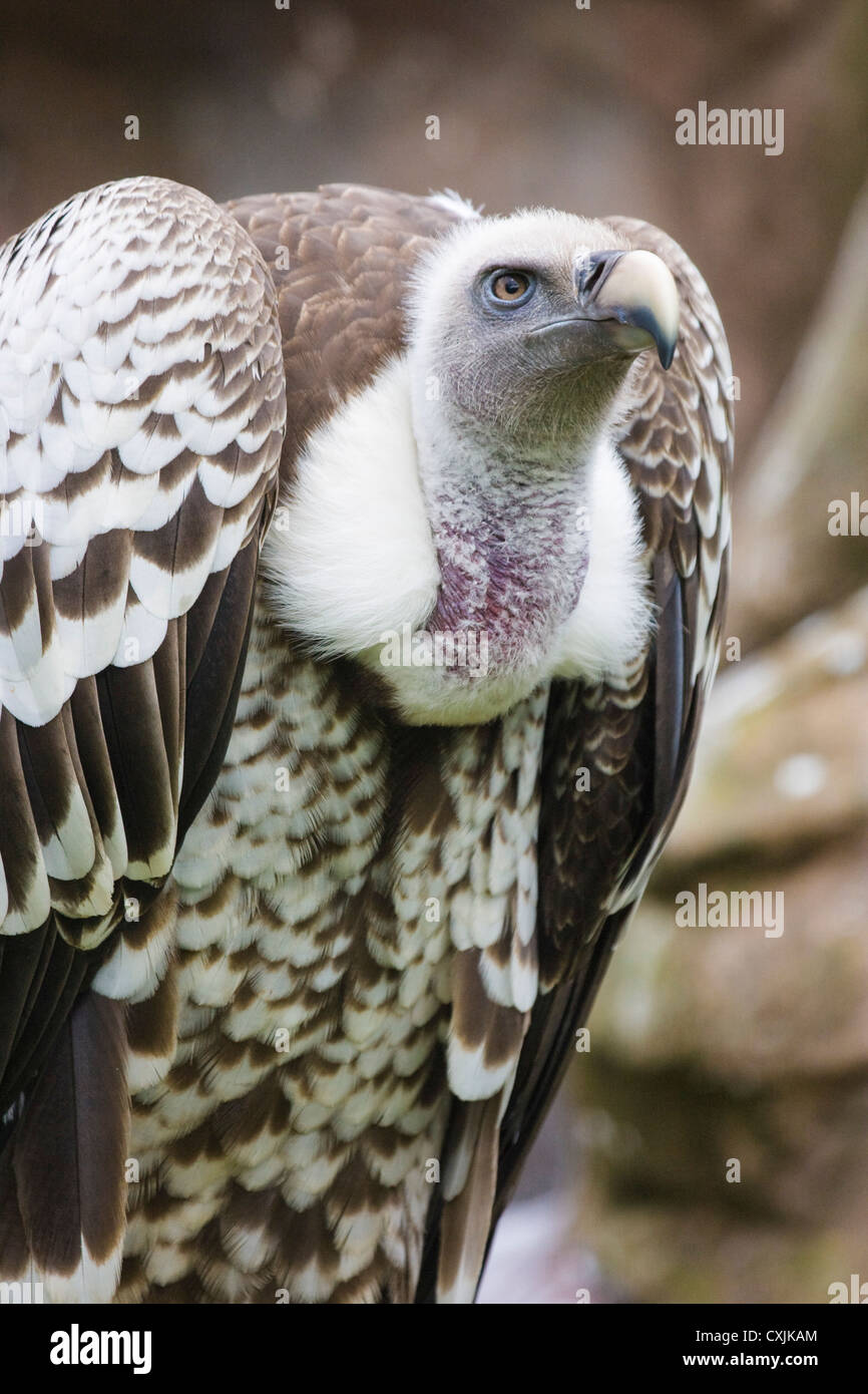 Ruppell's Griffon Vulture (Gyps rueppellii) perched Stock Photo - Alamy