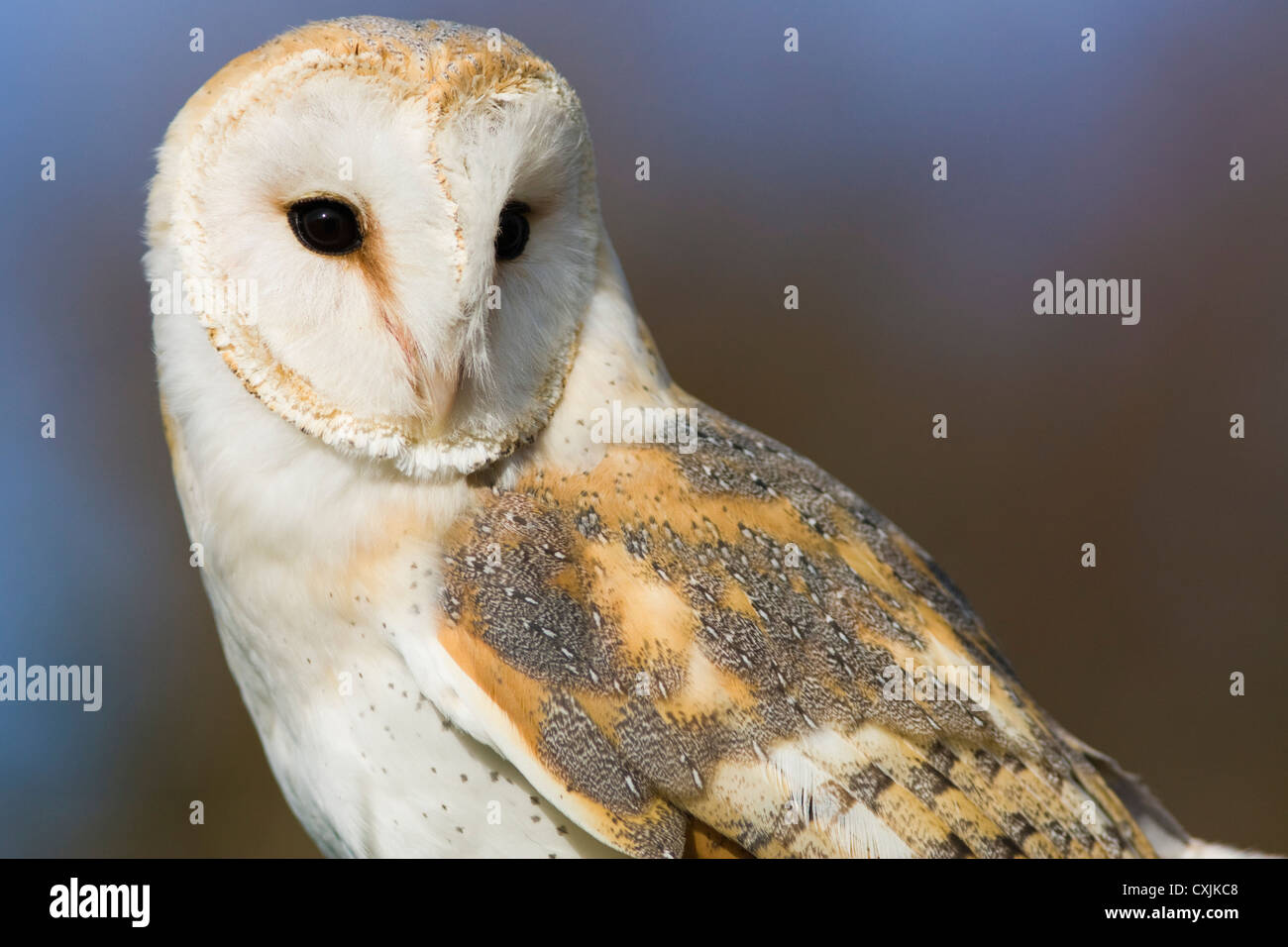 Close up portrait of a Barn Owl, (Tyto alba), UK Stock Photo