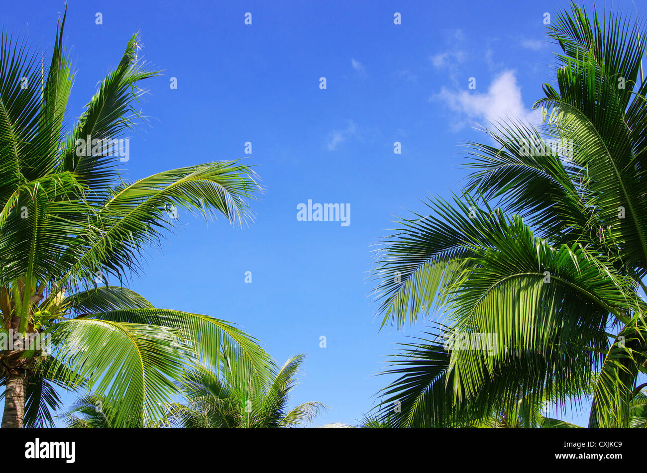 Green palm tree on blue sky background Stock Photo - Alamy