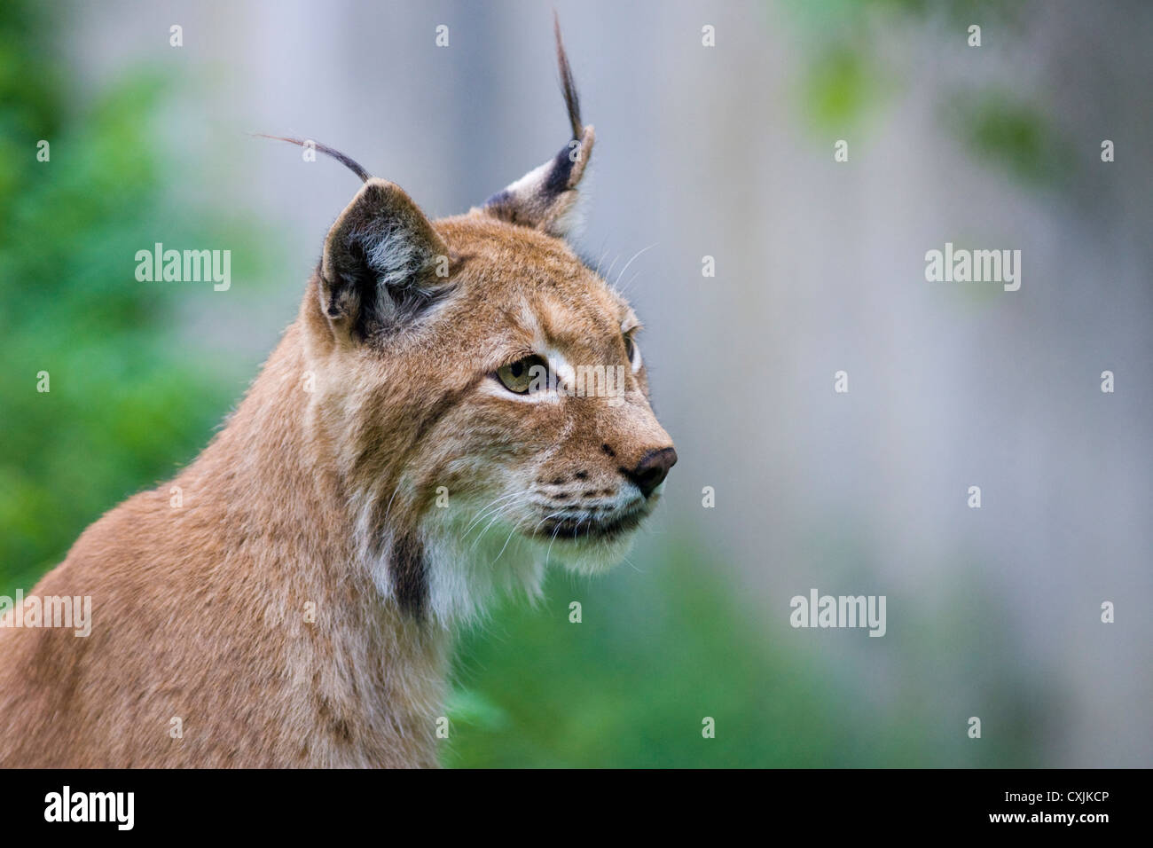 Northern Lynx (Felis Canadensis) portrait Stock Photo