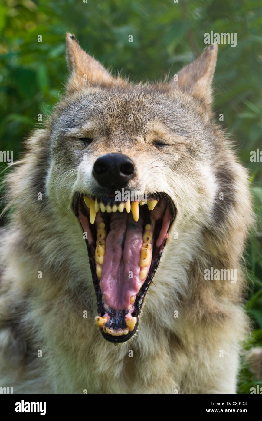 Grey Wolf (Canis lupus), USA Stock Photo