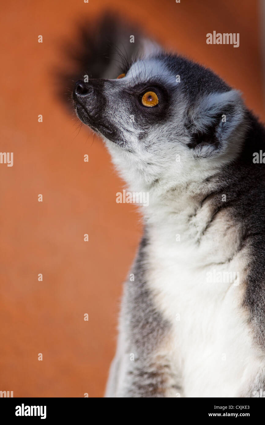 Ring-tailed Lemur, (Lemur catta), staring up Stock Photo