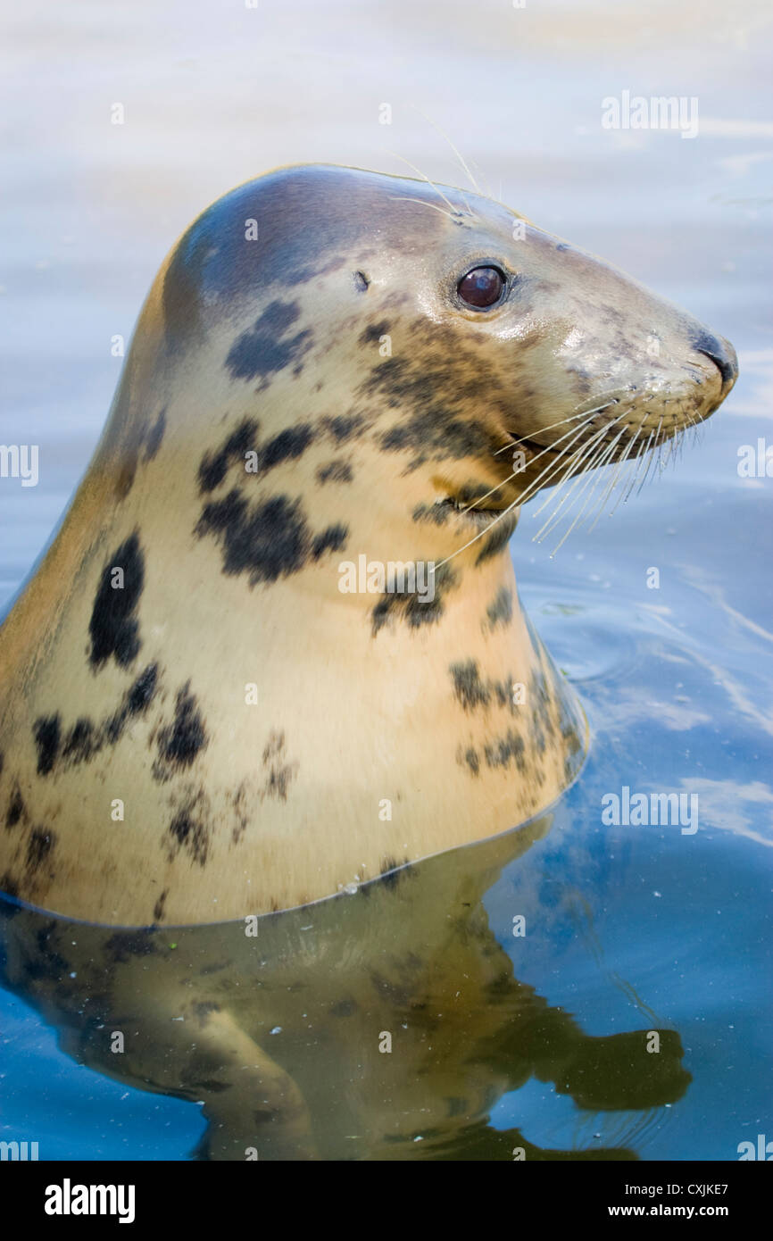 Grey Seal (Halichoerus grypus), UK Stock Photo