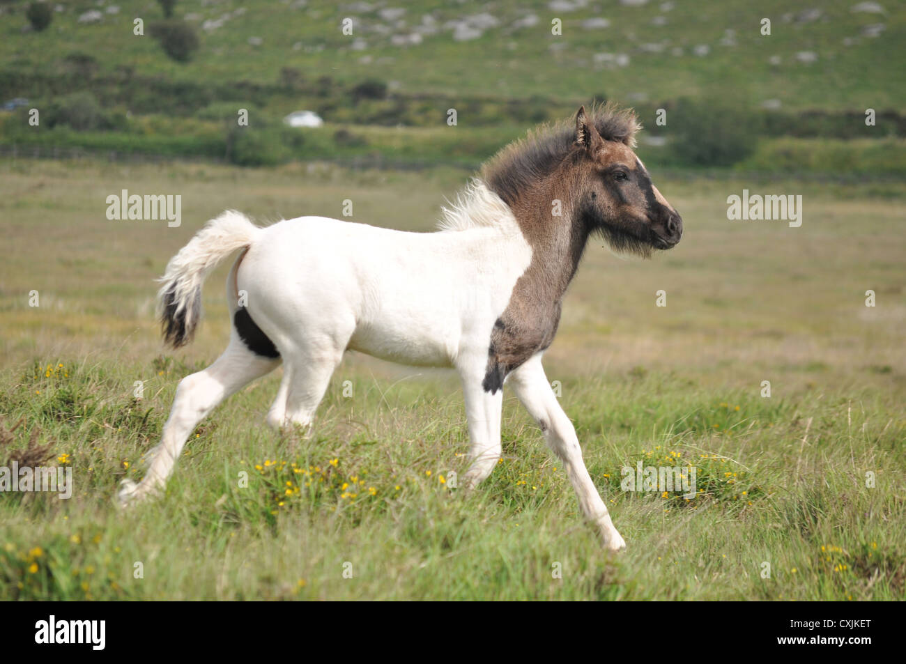Dartmoor pony foal running Stock Photo Alamy