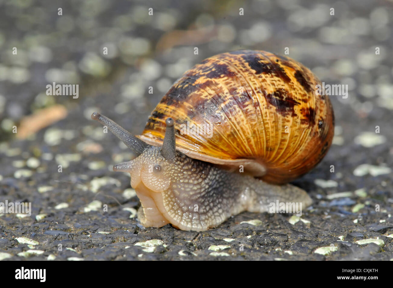 GARDEN SNAIL, Helix aspersa. UK Stock Photo