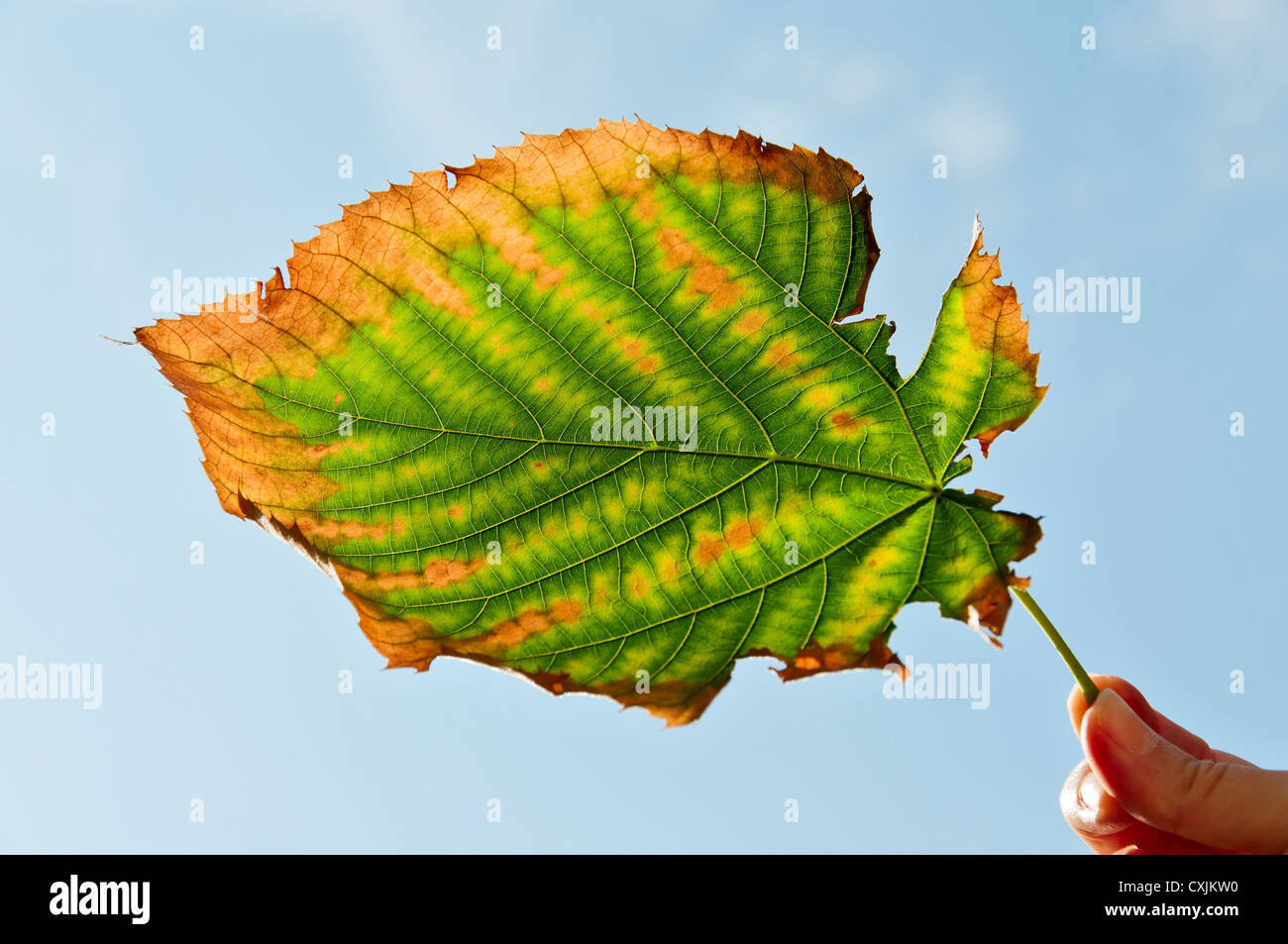 Leaf leaves ragged hi-res stock photography and images - Alamy