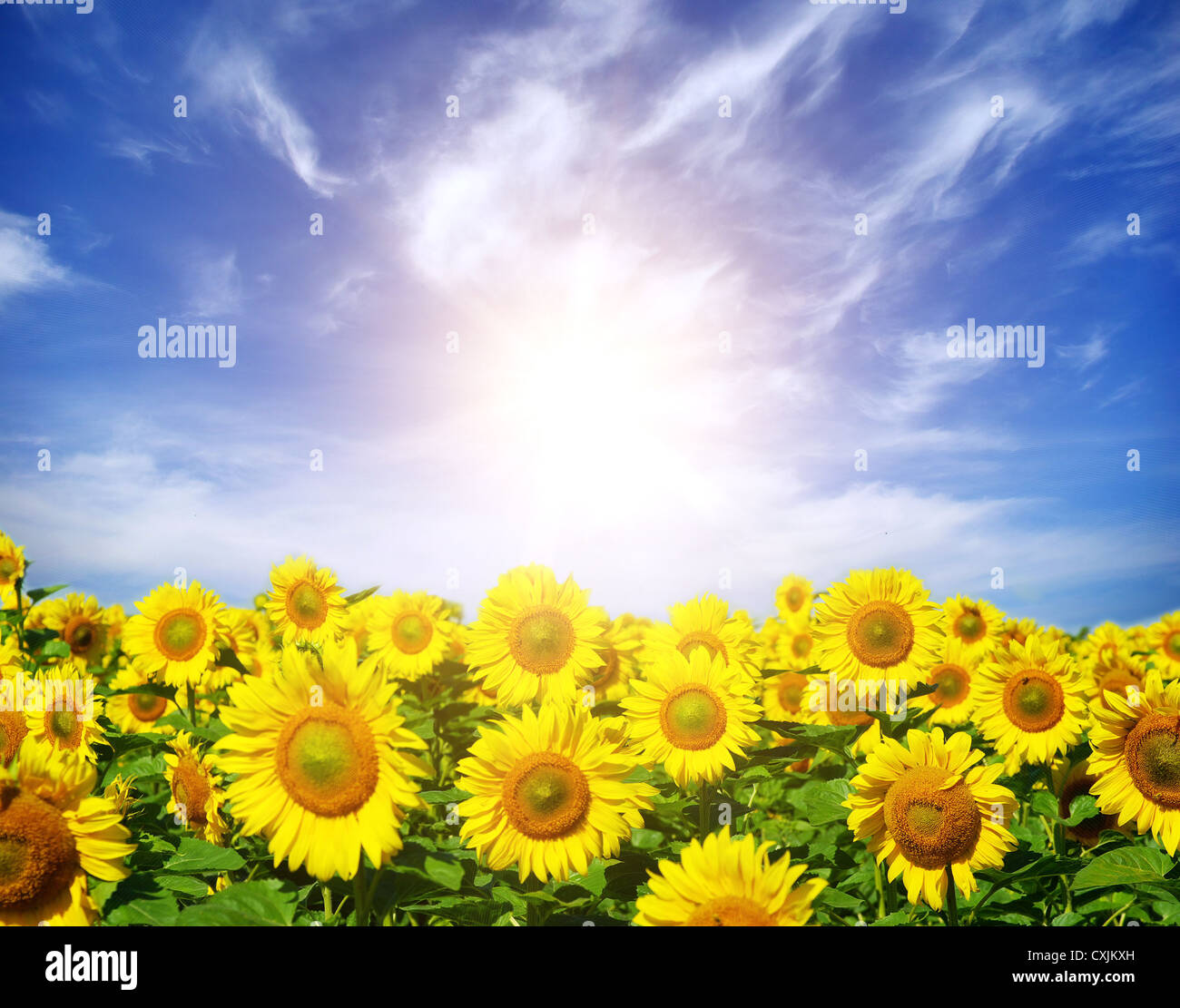 field of sunflower over cloudy blue sky Stock Photo - Alamy
