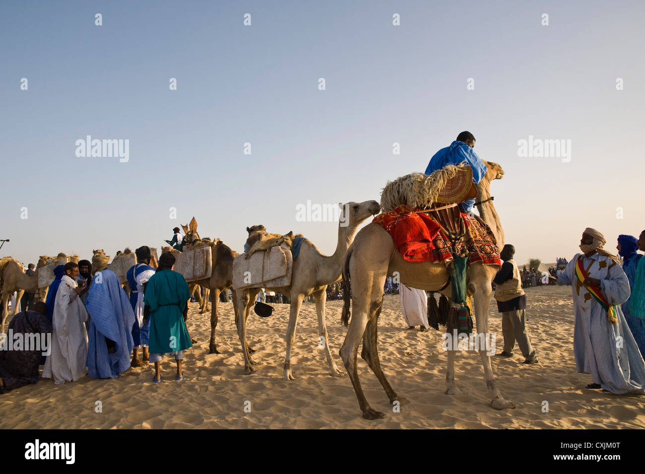 Touareg nomads and camels carrying salt tablets; Sahara Desert Stock