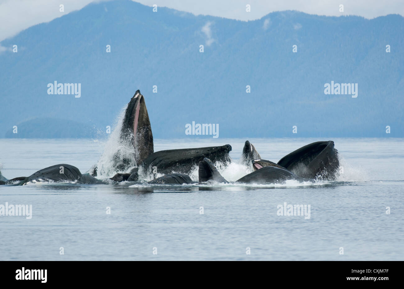 Humpback Whales (Megaptera novaeangliae) cooperatively feeding, 'Bubble-netting' Chatham Strait, Alaska, July Stock Photo