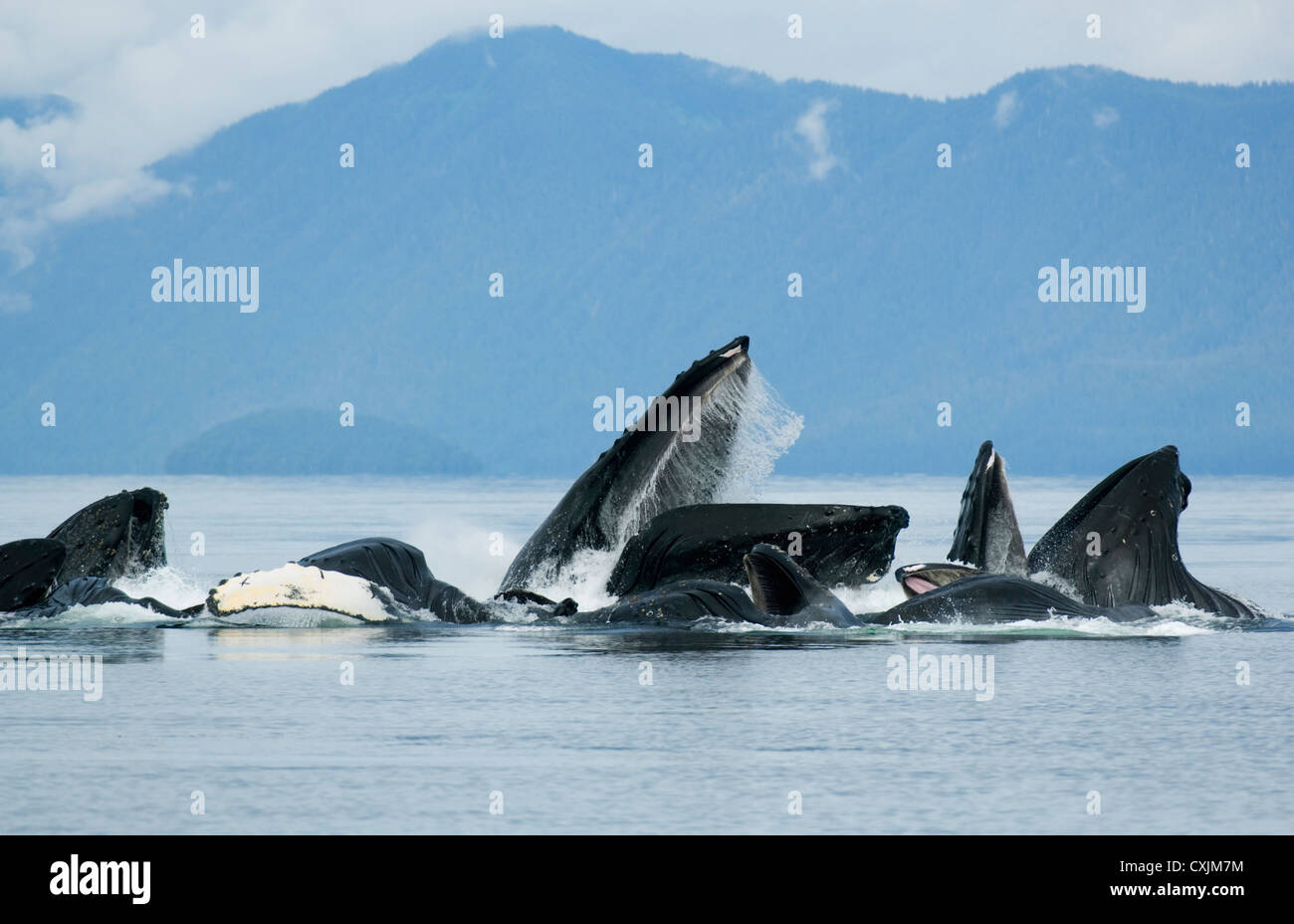 Humpback Whales (Megaptera novaeangliae) cooperatively feeding, 'Bubble-netting' Chatham Strait, Alaska, July Stock Photo