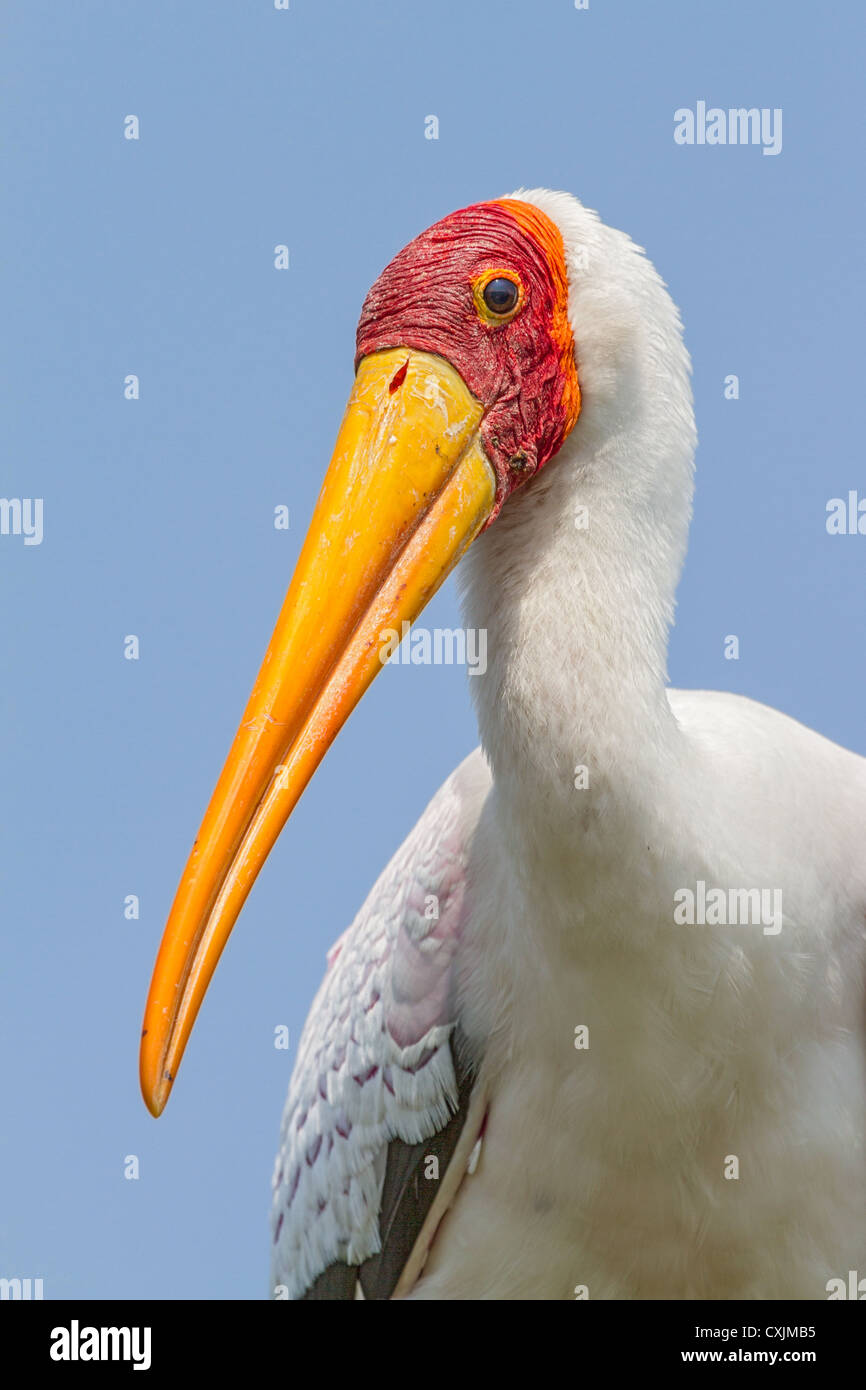 Close-up of an adult yellow-billed stork (Mycteria ibis), Okavango delta, Botswana Stock Photo