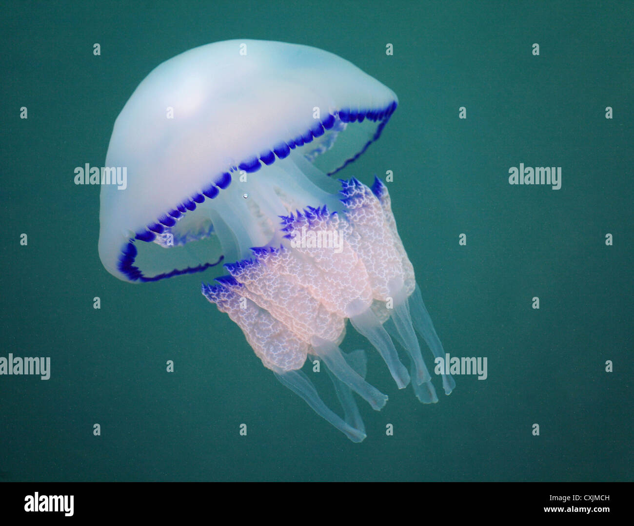 Large floating blue jellyfish in green water Stock Photo