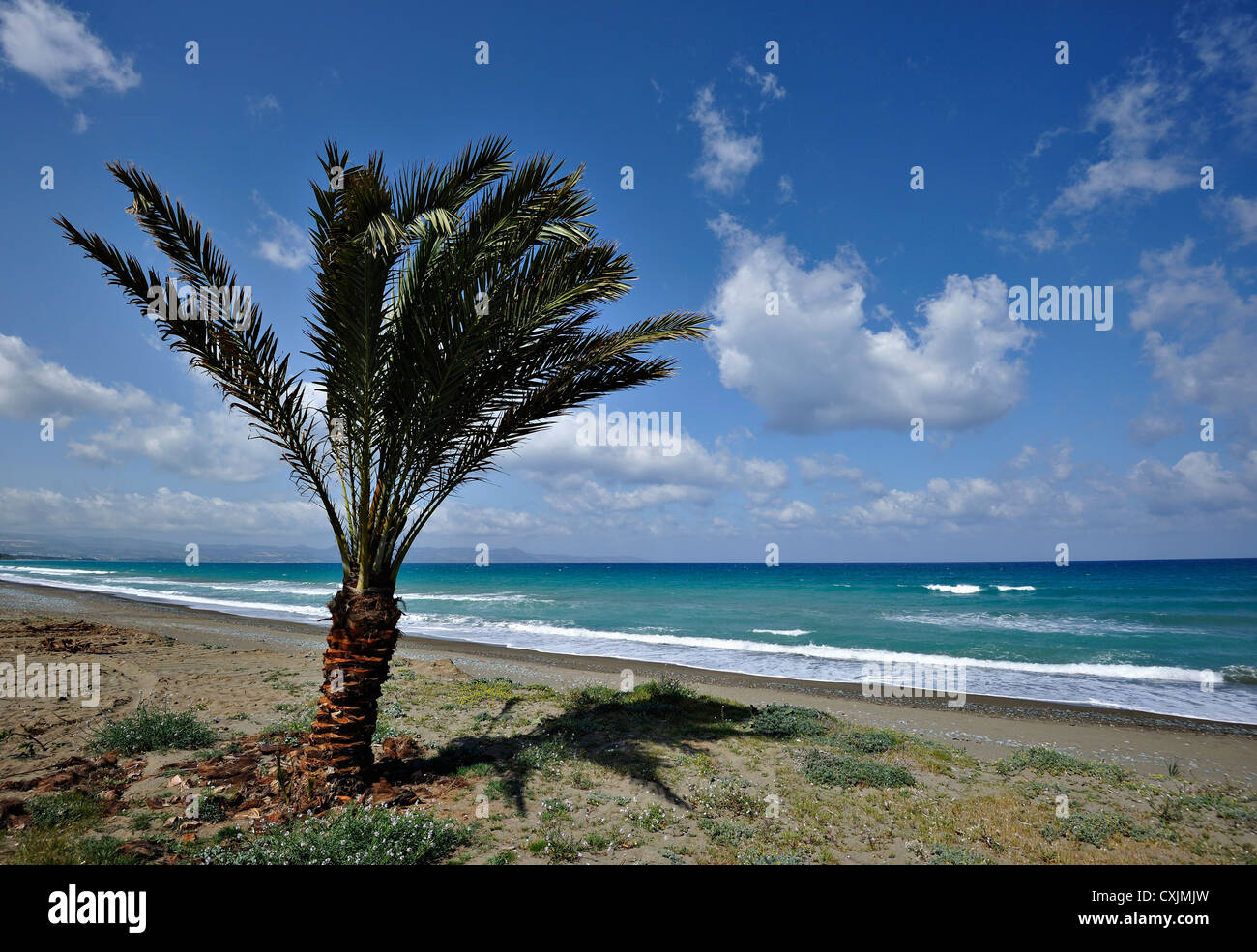 Lone palm on a Mediterrean beach near the town of Polis on the north-west coast of Cyprus Stock Photo