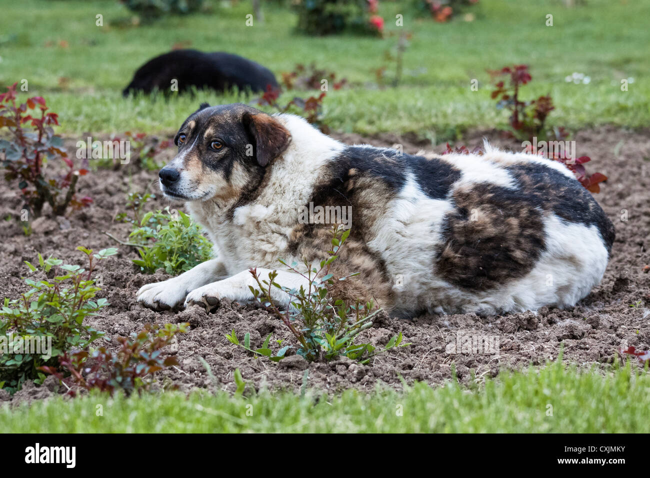 Stray dog laying in the park Stock Photo - Alamy