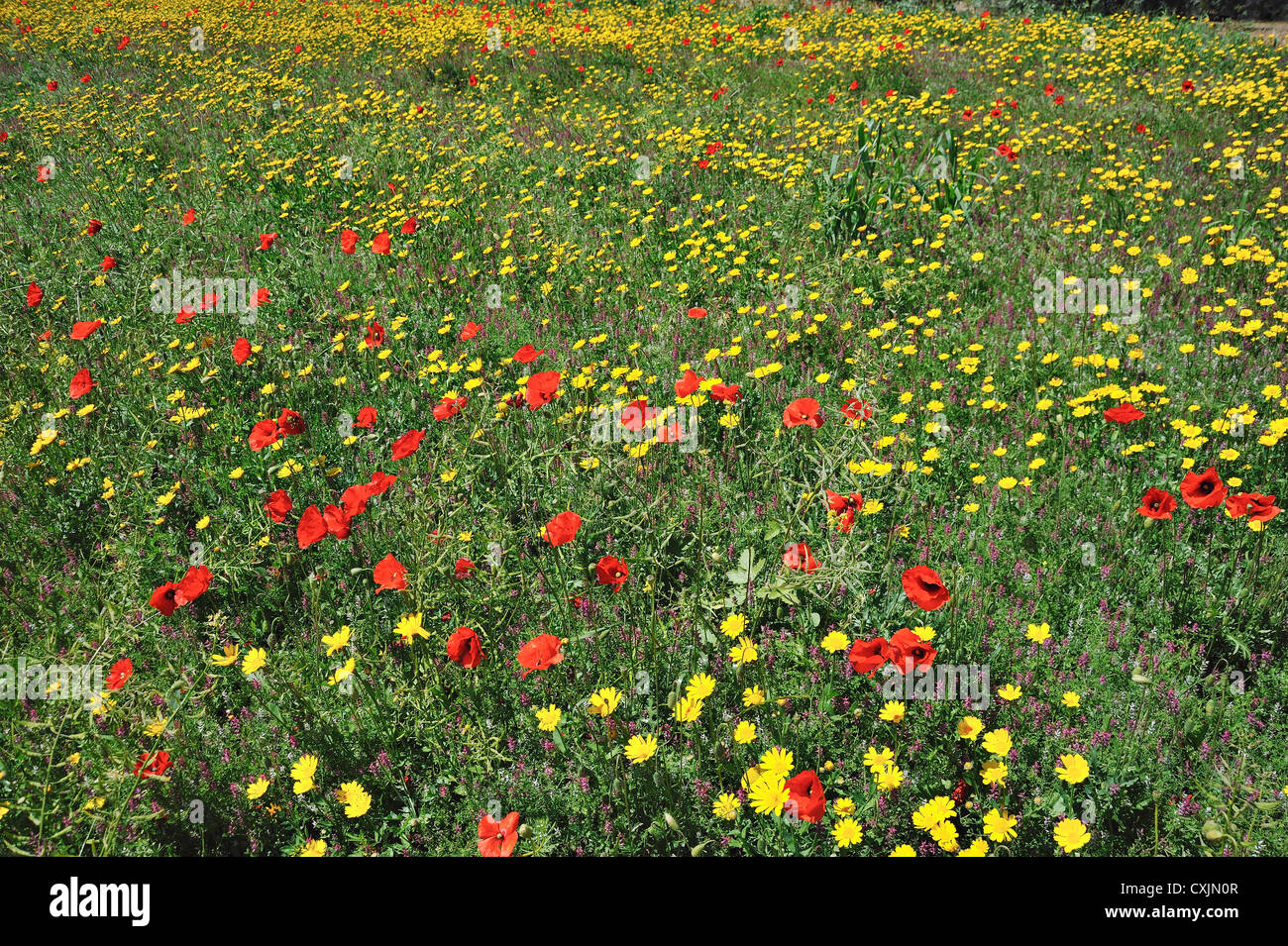 Sea of wildflowers in a field in the Marathasa valley in the Troodos region of Cyprus Stock Photo