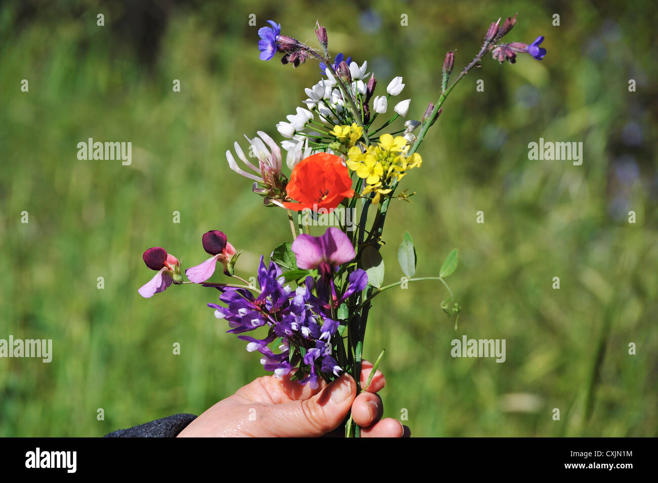 Wildflower posy, Solea valley, Troodos, Cyprus Stock Photo